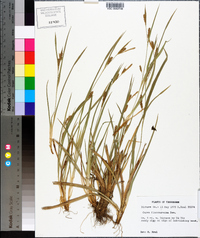 Carex flaccosperma image