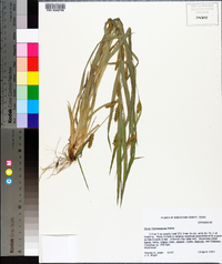 Carex flaccosperma image