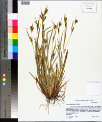 Carex flaccosperma image