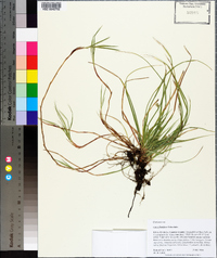 Carex floridana image