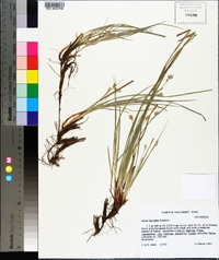 Carex floridana image