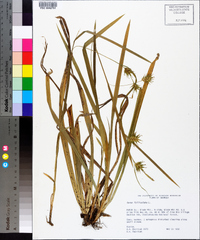 Carex folliculata image