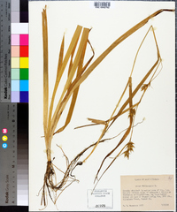 Carex folliculata image