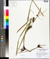 Carex gigantea image