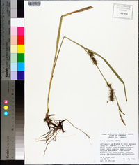 Carex gigantea image