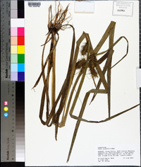 Carex gigantea image