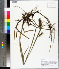 Carex gigantea image