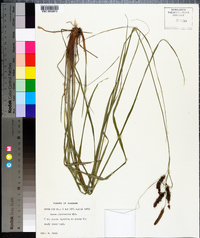 Carex glaucescens image