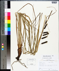 Carex glaucescens image