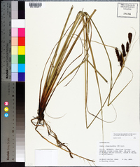 Carex glaucescens image