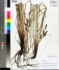 Carex glaucescens image