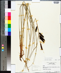 Carex glaucescens image