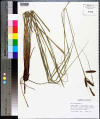 Carex glaucescens image