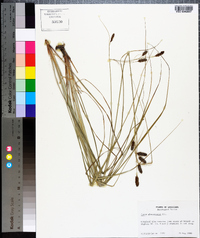 Carex glaucescens image