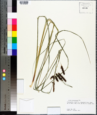 Carex glaucescens image