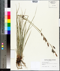 Carex glaucescens image