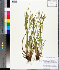 Carex glaucodea image