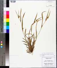 Carex glaucodea image