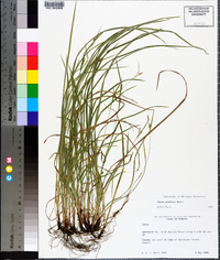 Carex godfreyi image