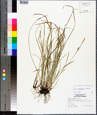 Carex godfreyi image