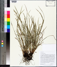 Carex godfreyi image