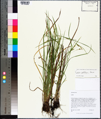 Carex godfreyi image