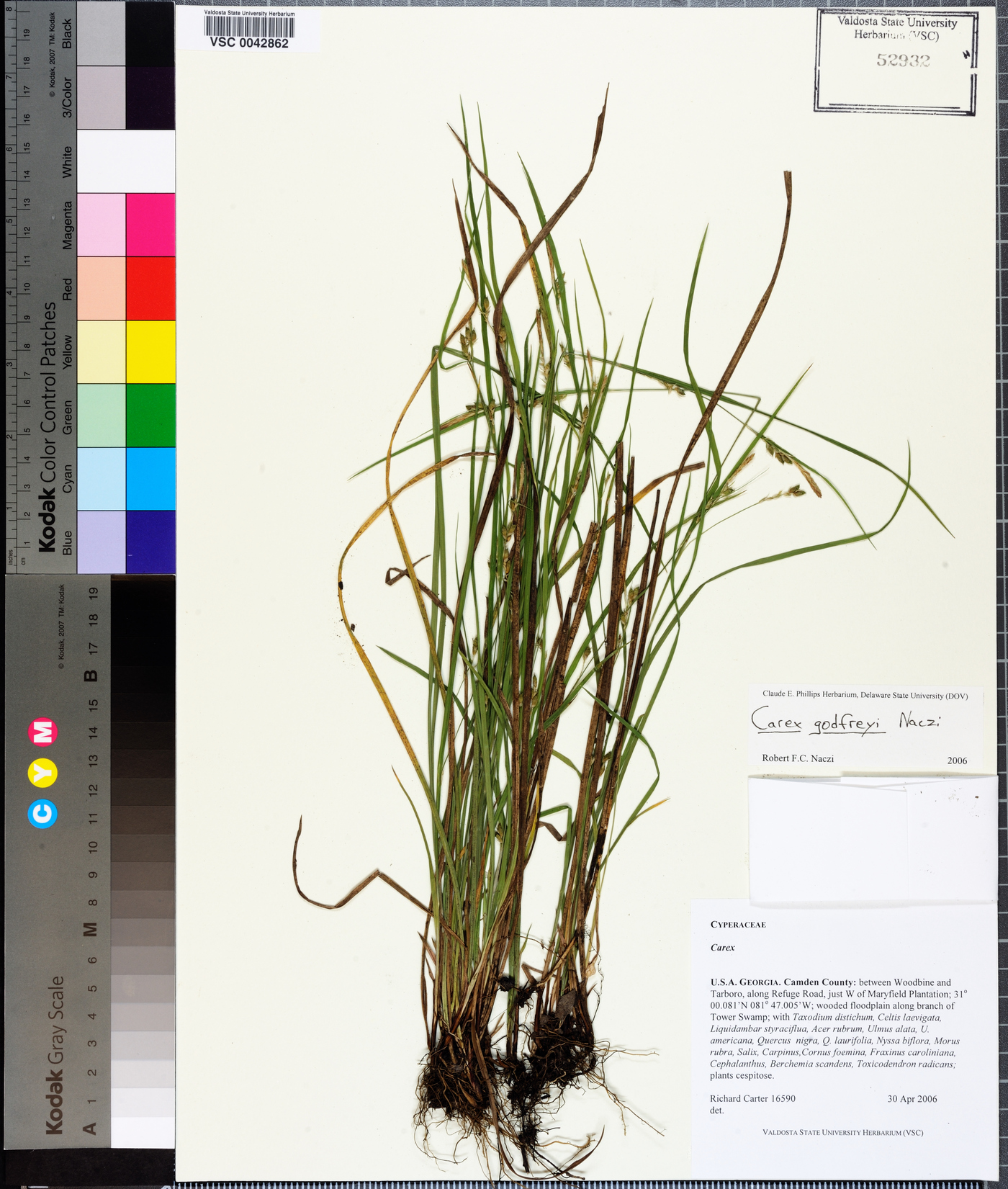 Carex godfreyi image