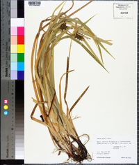 Carex grayi image