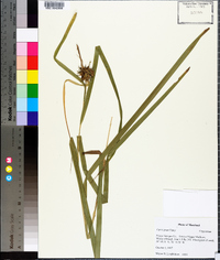 Carex grayi image