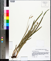 Carex hirtifolia image