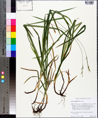 Carex hirtifolia image