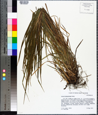 Carex hitchcockiana image