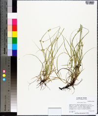 Carex hyalina image