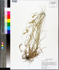 Carex hyalina image