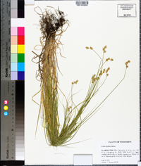 Carex hyalina image