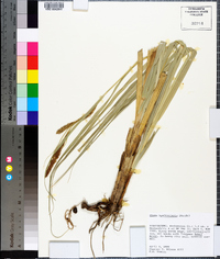 Carex hyalinolepis image