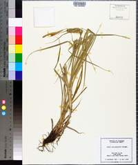 Carex hyalinolepis image