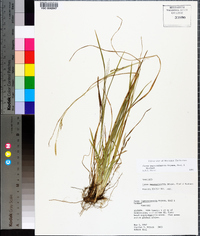 Carex impressinervia image