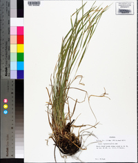 Carex impressinervia image