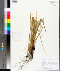 Carex jamesii image