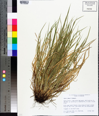 Carex jamesii image