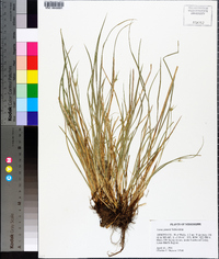 Carex jamesii image