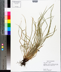 Carex jamesii image