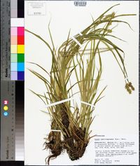 Carex laevivaginata image