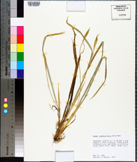 Carex latebracteata image