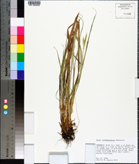 Carex latebracteata image