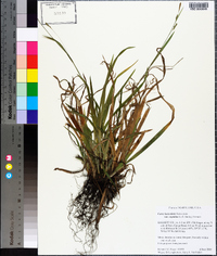 Carex laxiculmis image