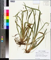 Carex laxiculmis image