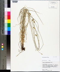 Carex leavenworthii image