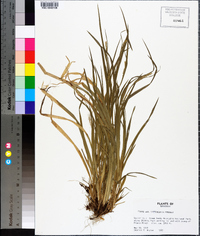 Carex leptonervia image